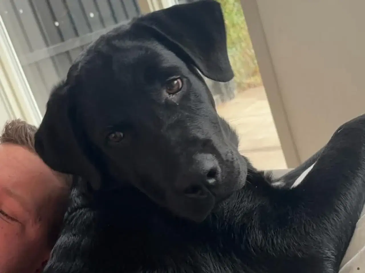 Billede 7 - GRATIS Labrador/rottweiler hvalp på 5 måneder 