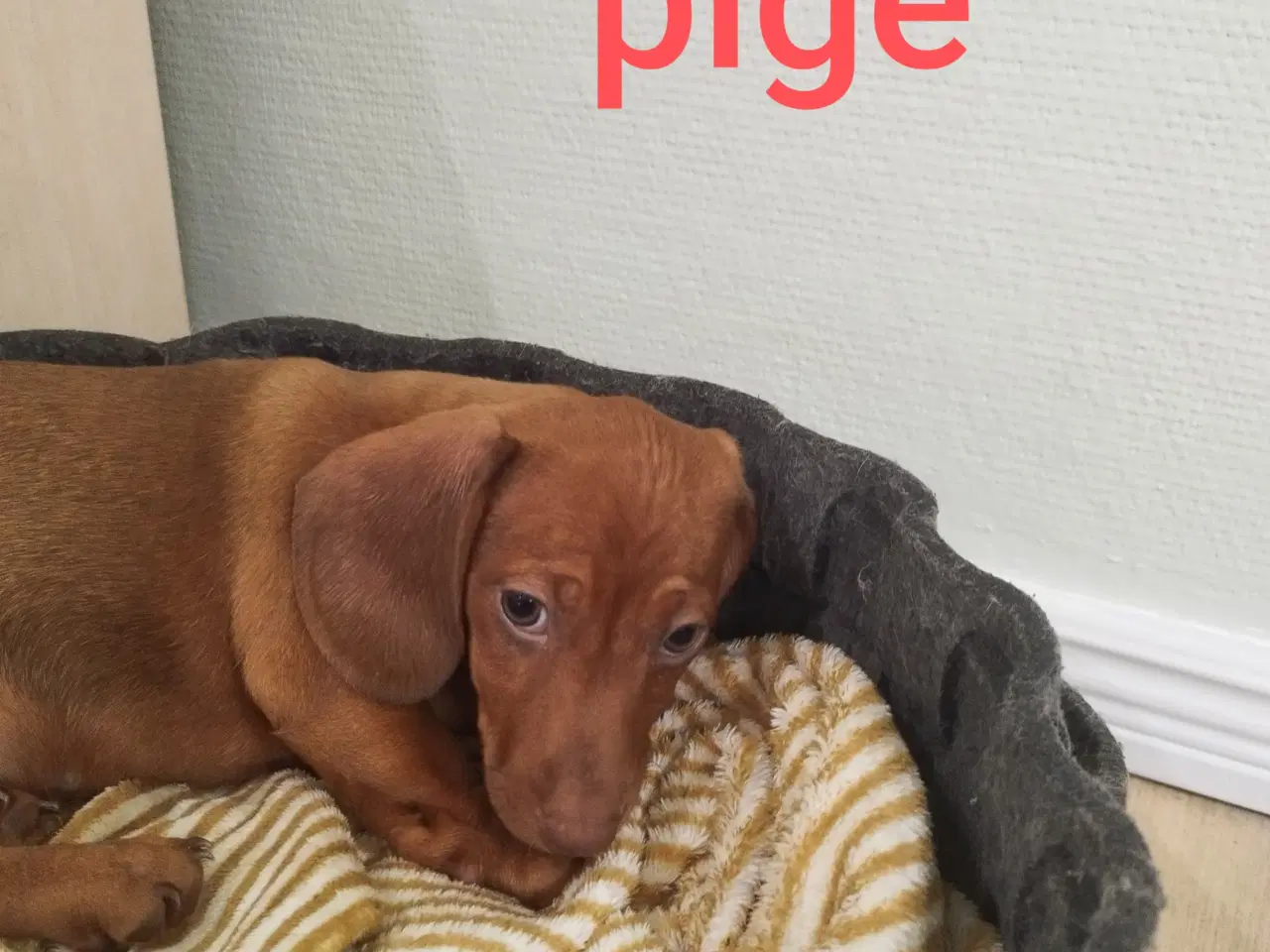 Billede 2 - GRAVHUNDE HVALPE KORTHÅRET                        