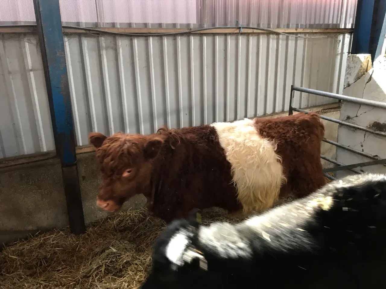 Billede 2 - Galloway kvier 