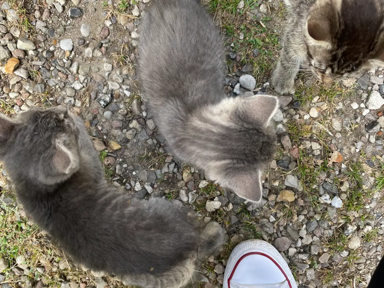 Billede 4 - Tre små katte