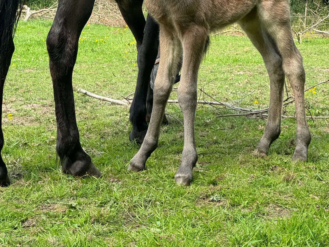 Billede 6 - Fantastisk smuk hingst med afdrag muligt 