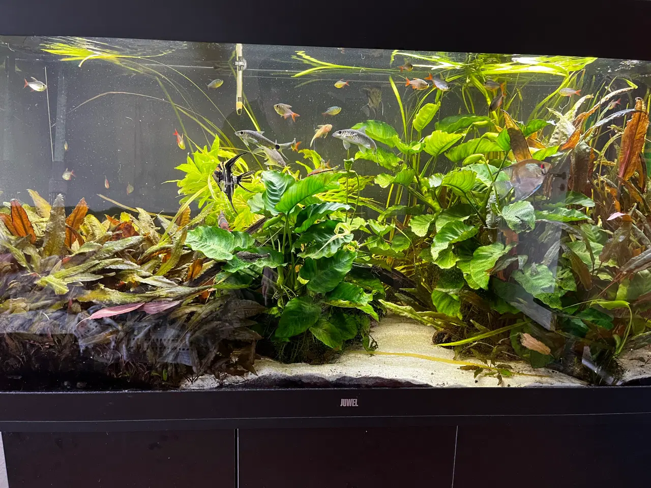 Billede 4 - Juwel akvarie 350 liter