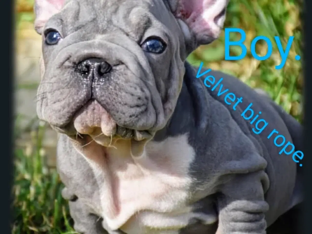 Billede 7 - Fransk bulldog 