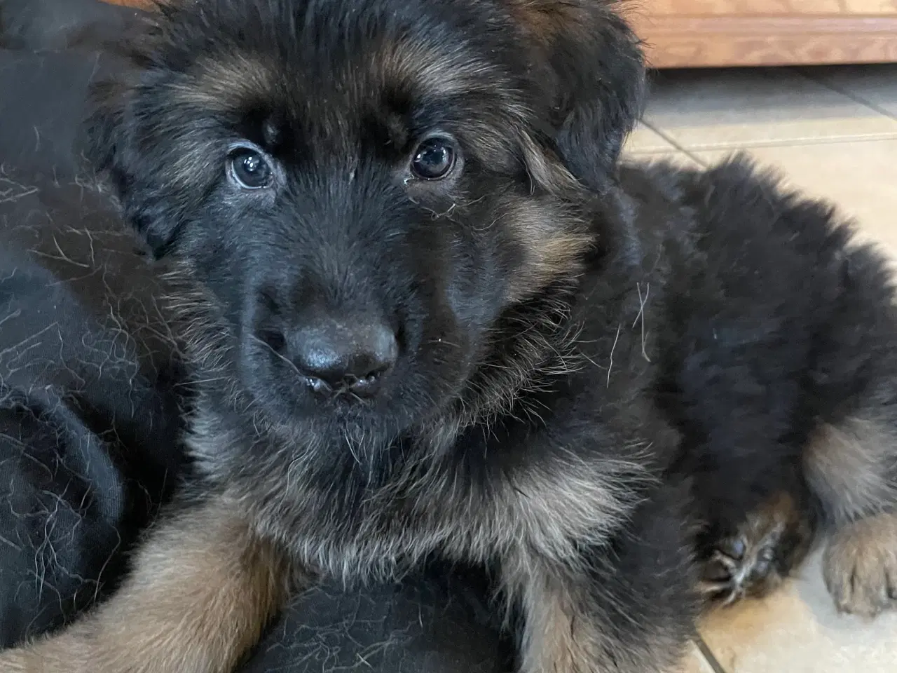 Billede 2 - Smukke Schæferhvalpe med stamtavle