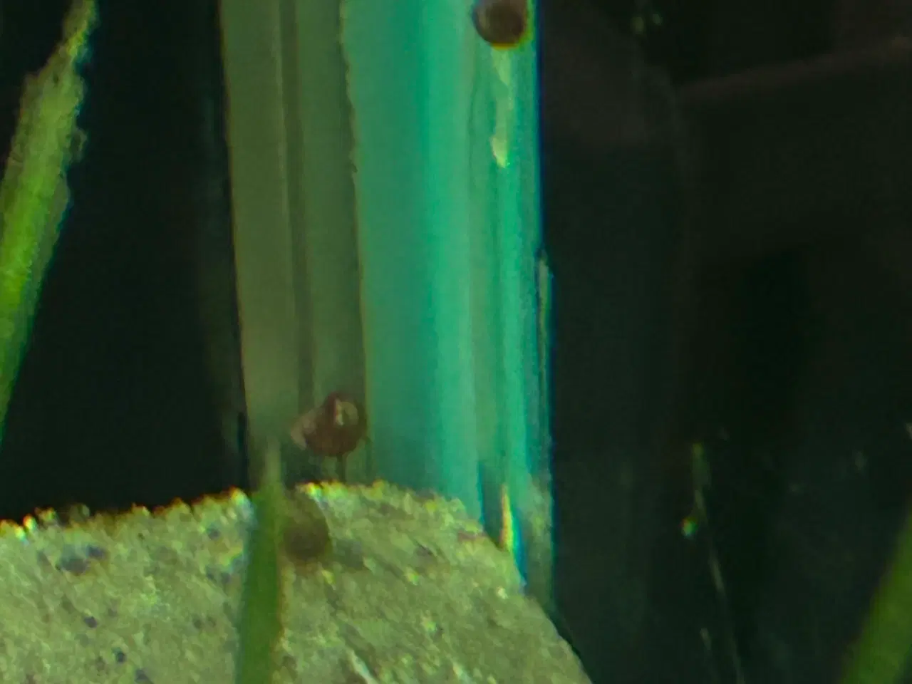 Billede 6 - 🐌 Orange Posthornsnegle – Unge voksne