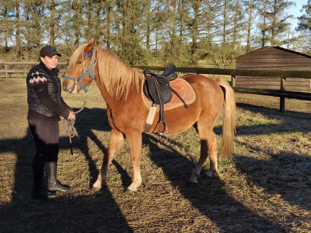 Billede 5 - Flot pony vallak