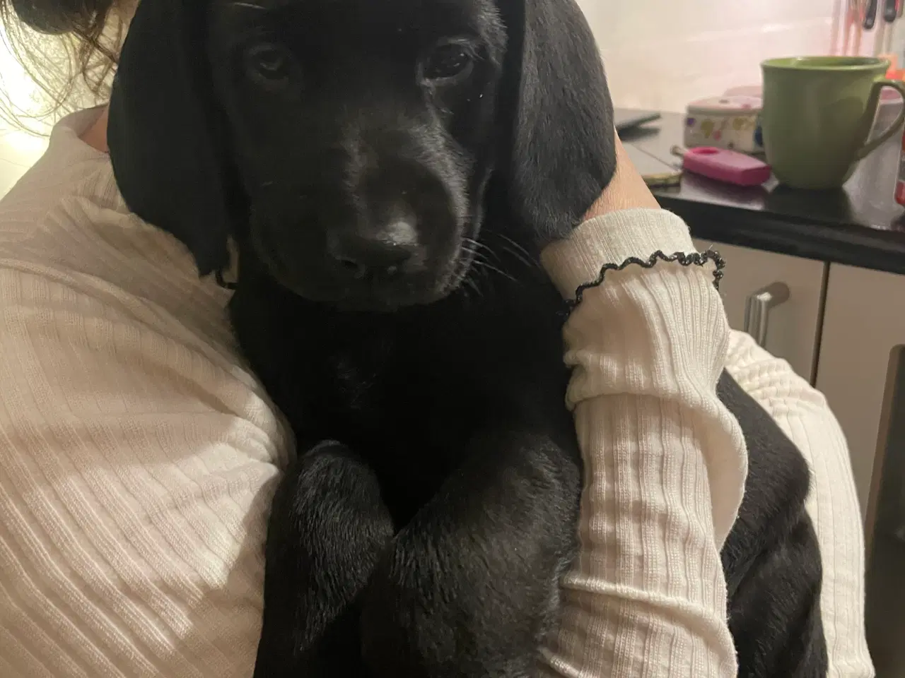 Billede 5 - Labradoodle