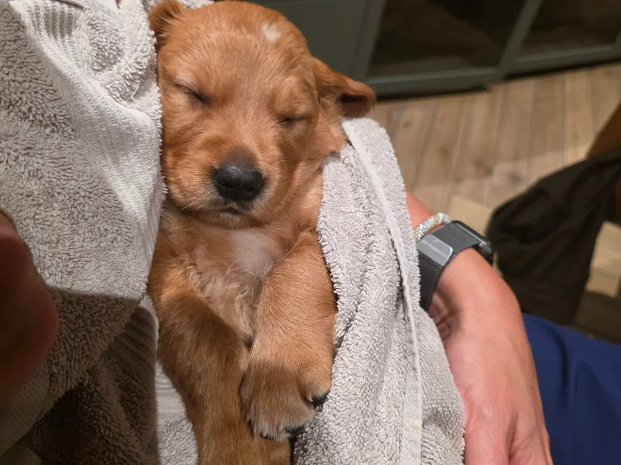 Billede 10 - Golden retriever hvalpe