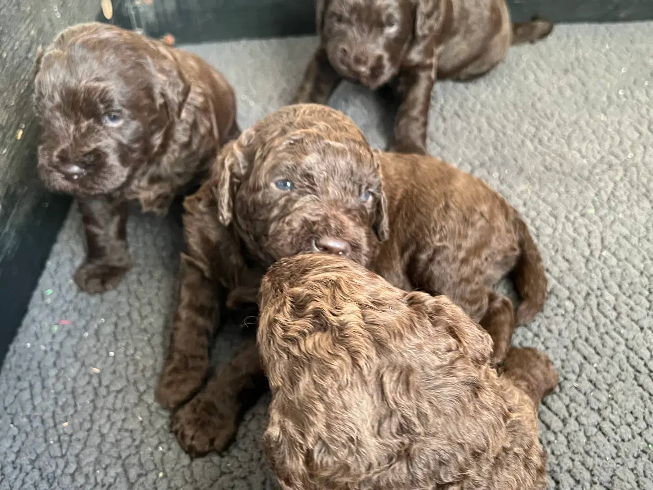 Billede 6 - Labradoodle første generation