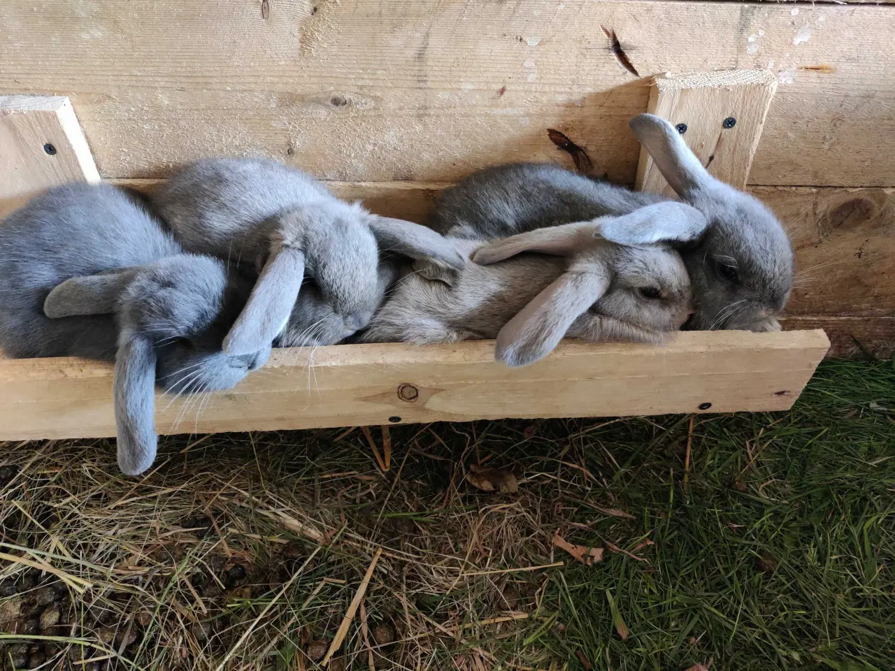 Billede 2 - Kanin til sag