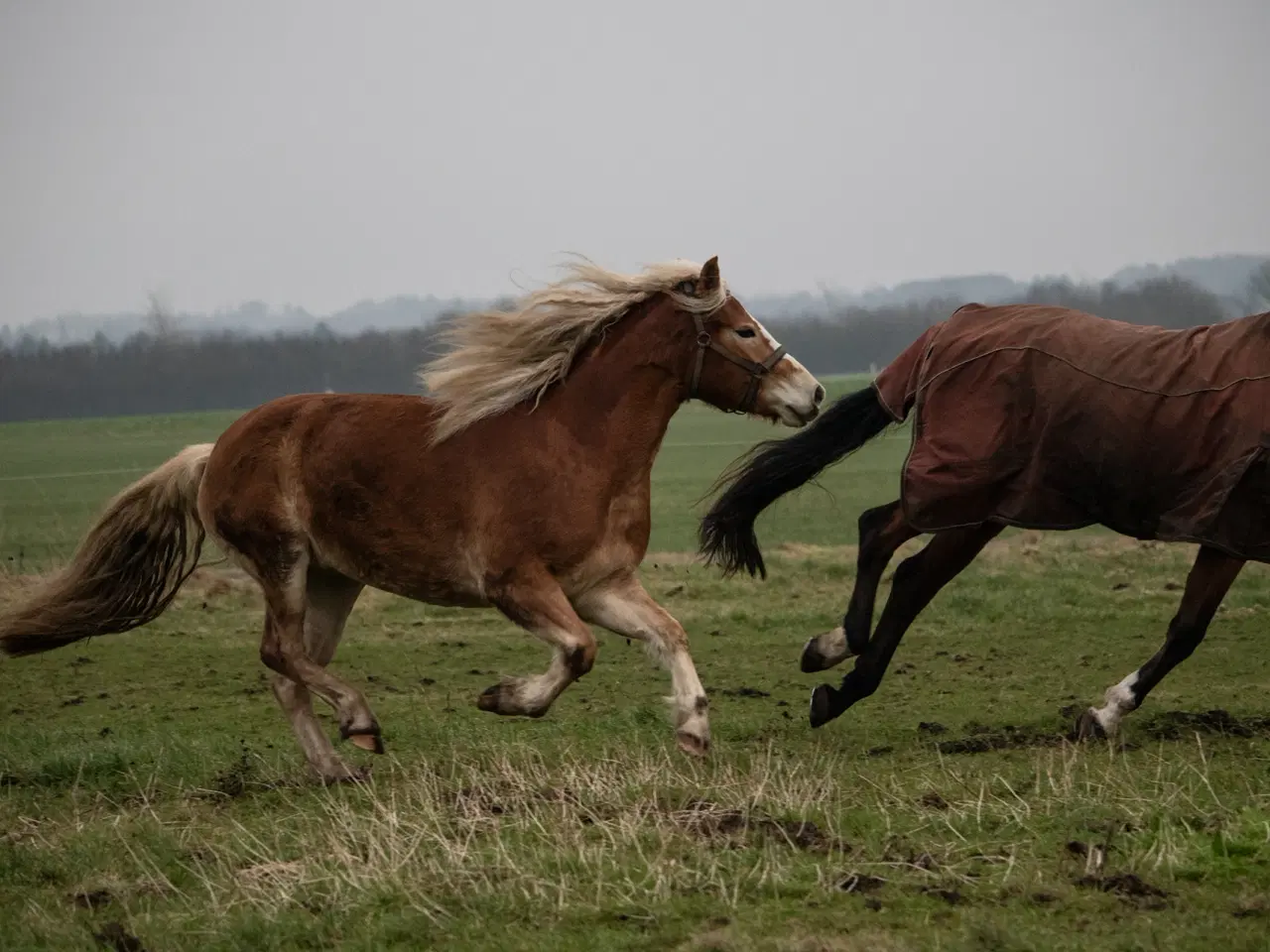 Billede 6 - Haflinger hoppe 3 år sælges