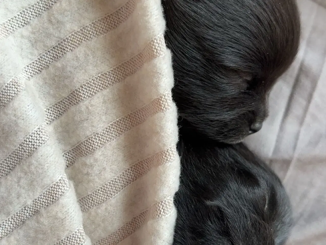 Billede 6 - Pomchi hvalpe