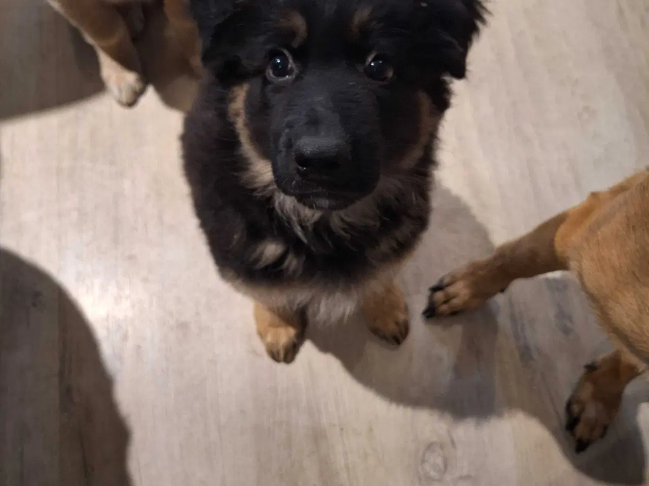 Billede 1 - 🐾✨ Euro Mountain sheparnese