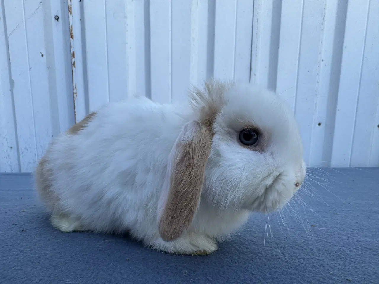 Billede 2 - 🐰 Dværgvædder hun-kaniner til salg 🐰