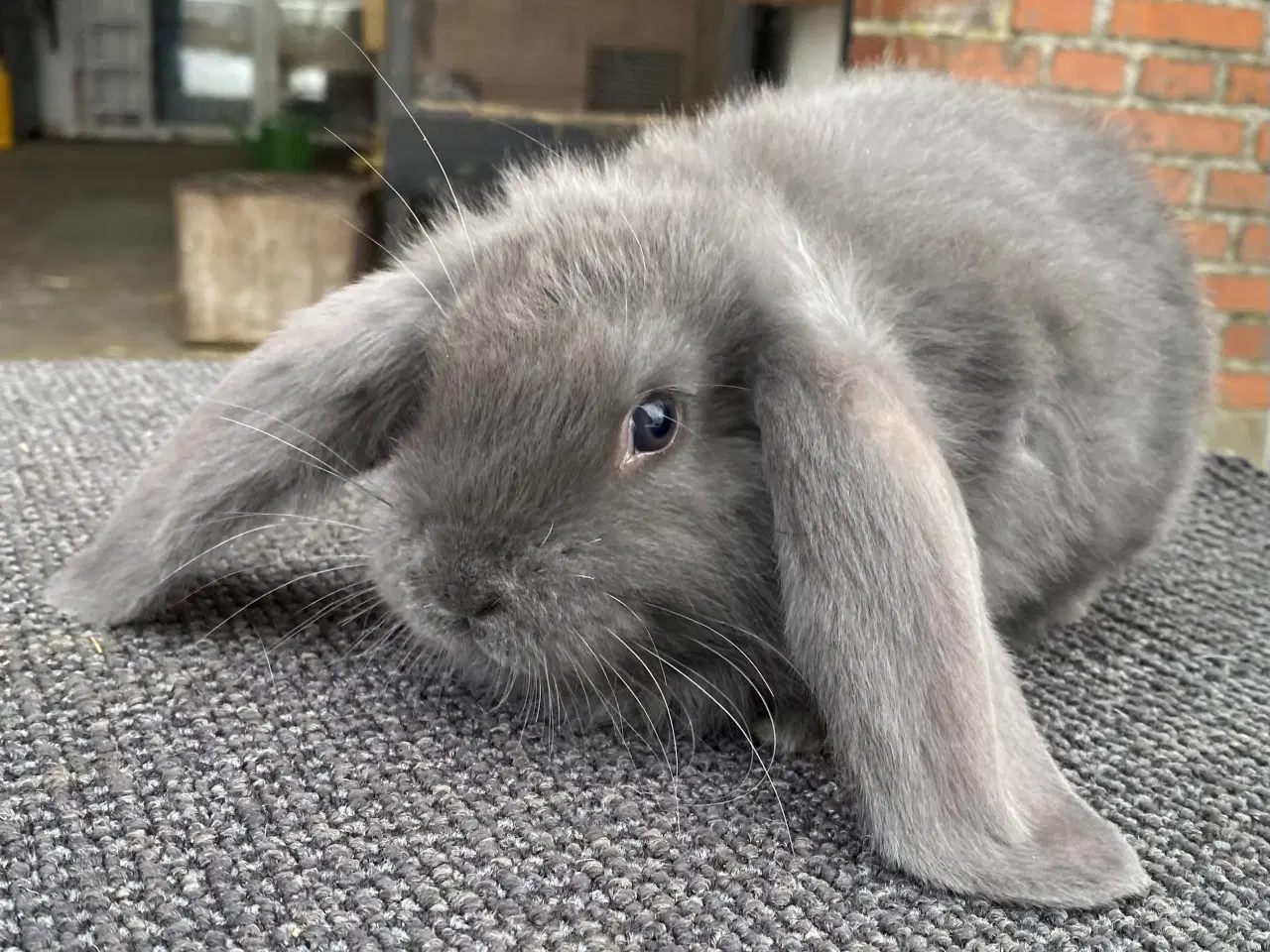 Billede 5 - FRANSK VÆDDER HAN BLÅ