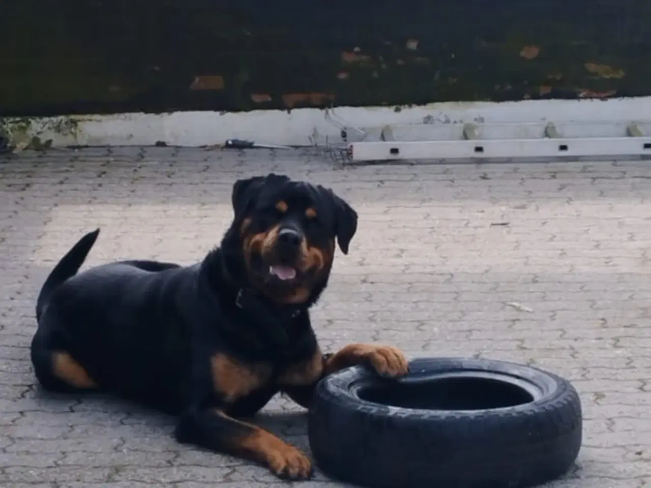 Billede 13 - Ægte Rottweiler hvalpe 