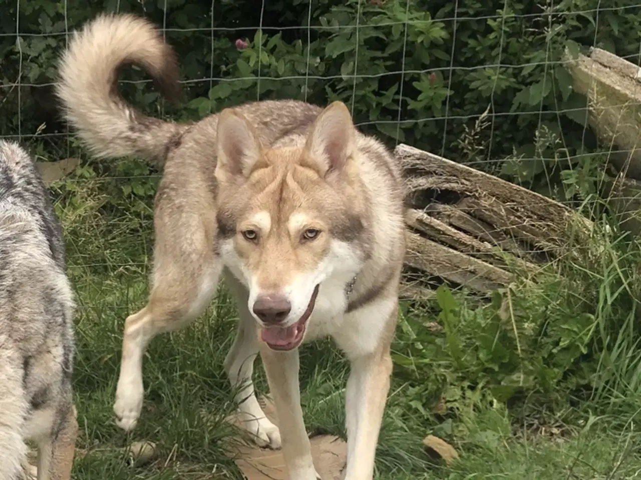 Billede 2 - Tjekkoslovakisk ulvehund/saarloos ulvehund hvalpe 