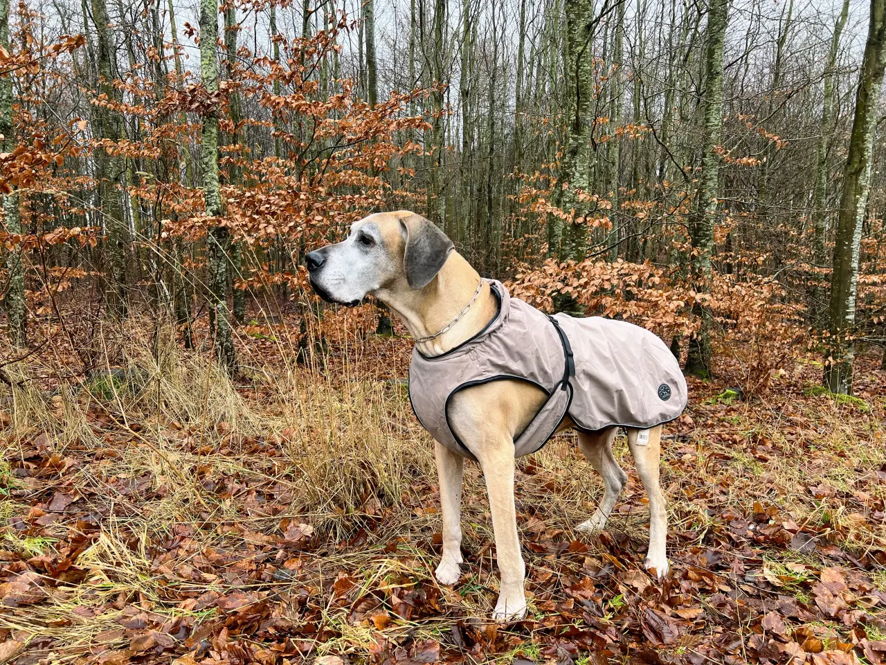 Billede 1 - Hundedækken fra Hunter