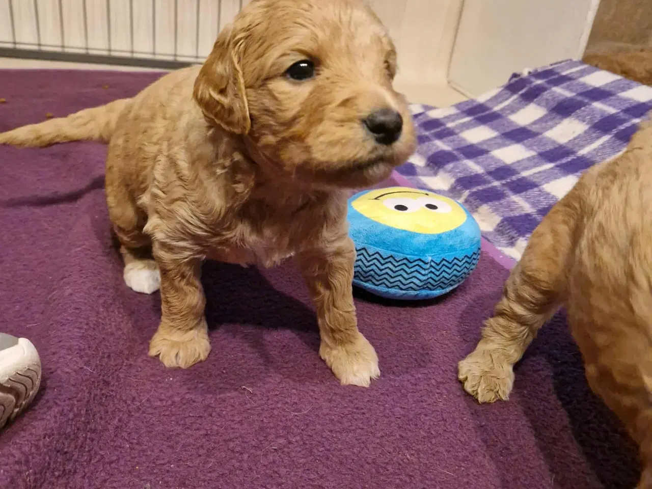 Billede 2 - GoldenDoodle 