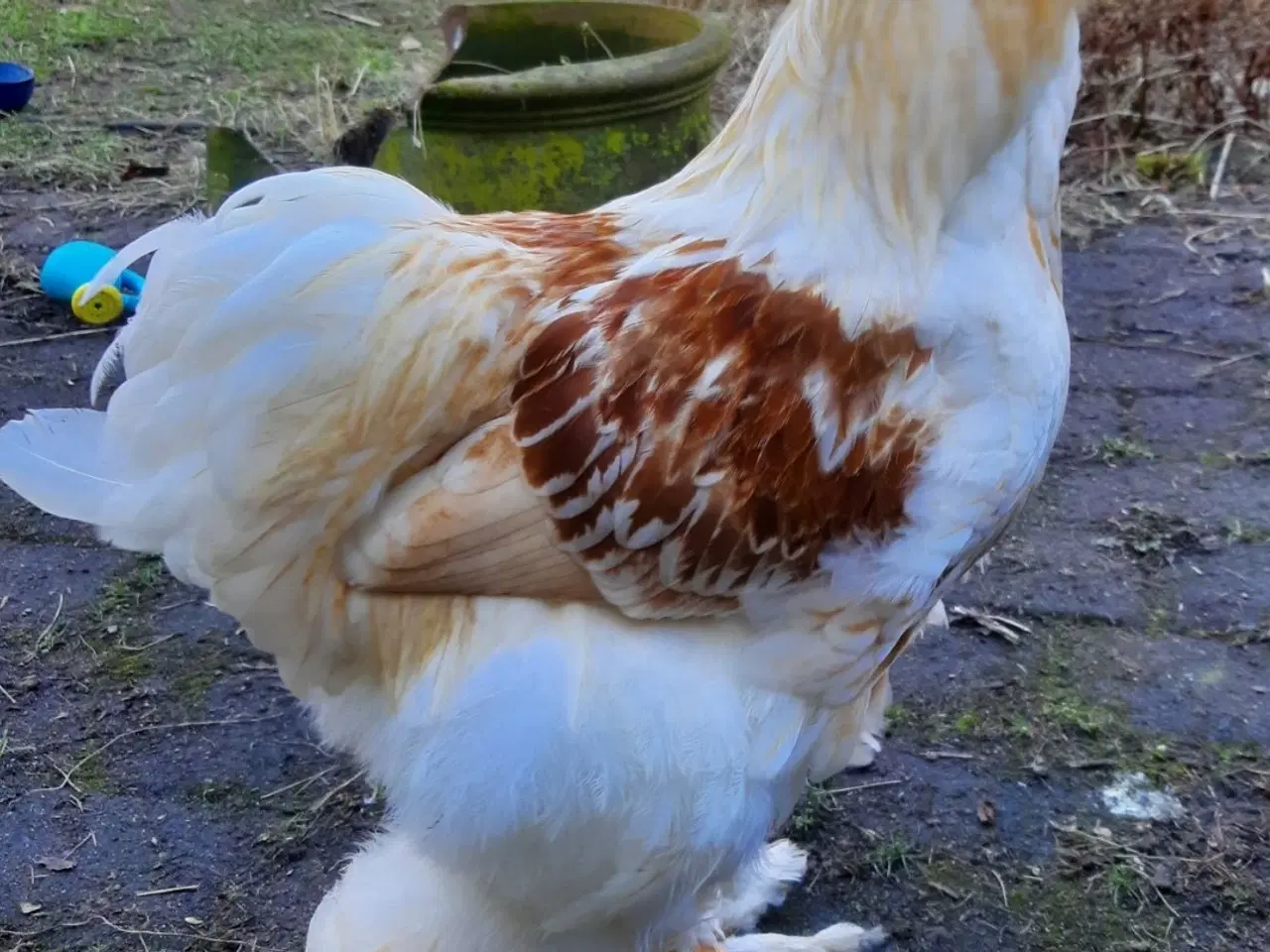 Billede 2 - Brahma hane søger nyt hjem