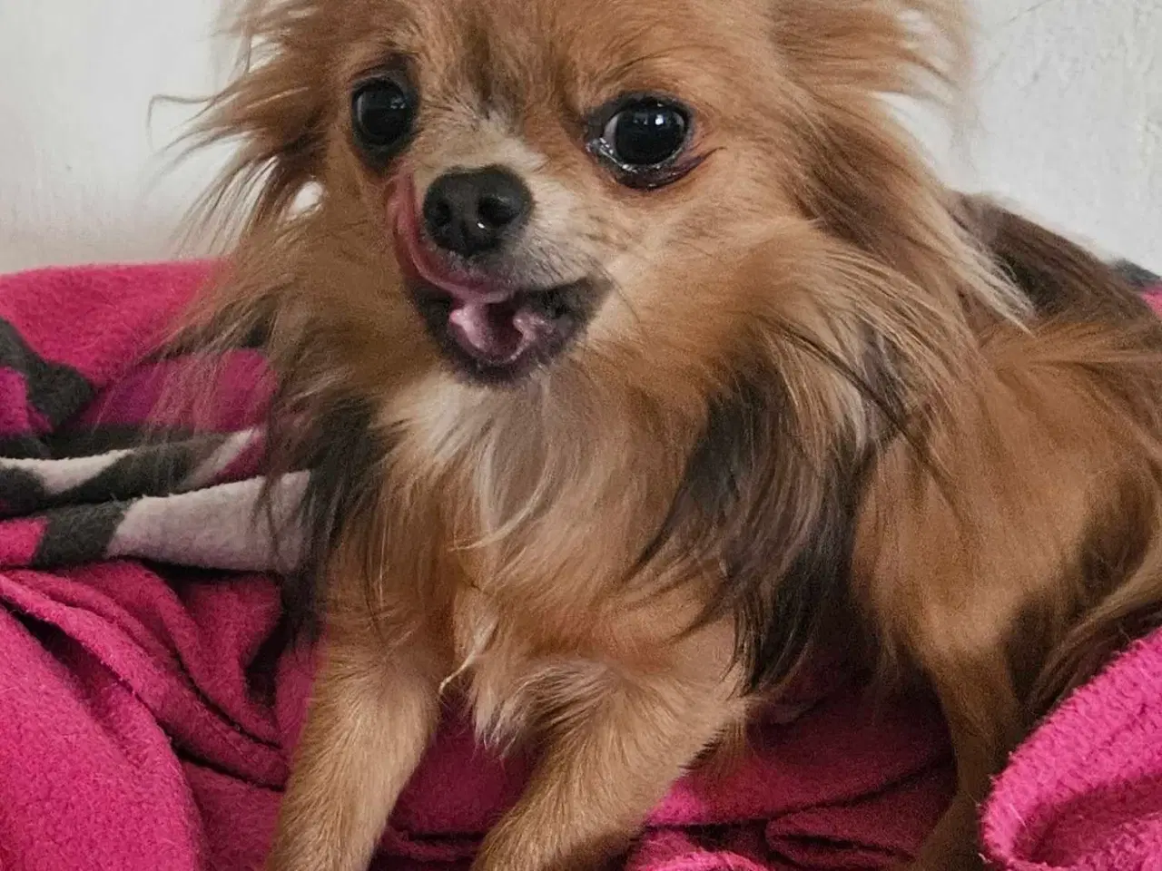 Billede 5 - Chihuahua hvalpe