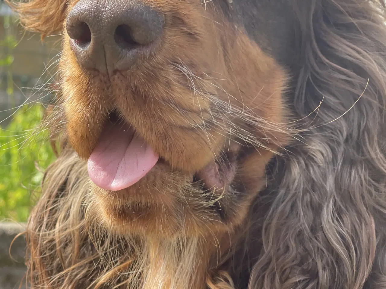 Billede 4 - Avl ikke til salg 