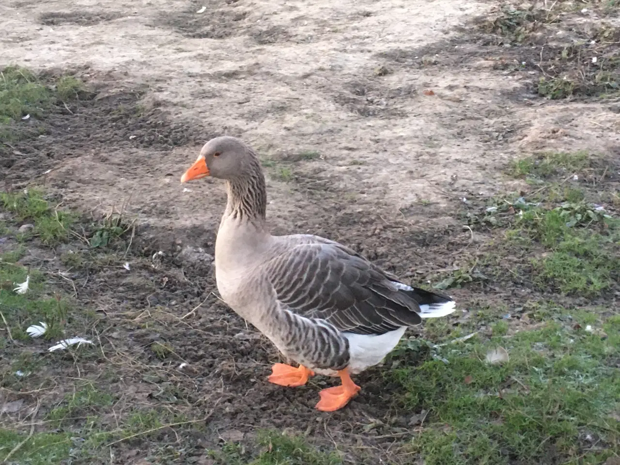 Billede 2 - Grå dansk gase sælges