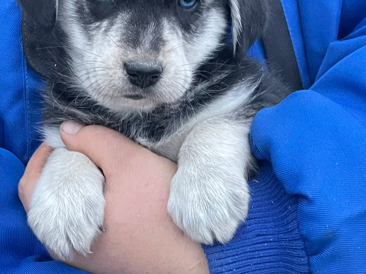 Billede 4 - Hvalpe mix