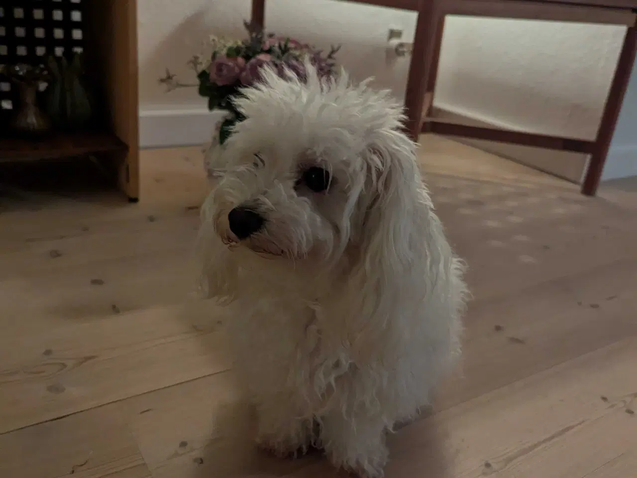 Billede 11 - Hundehvalpe 