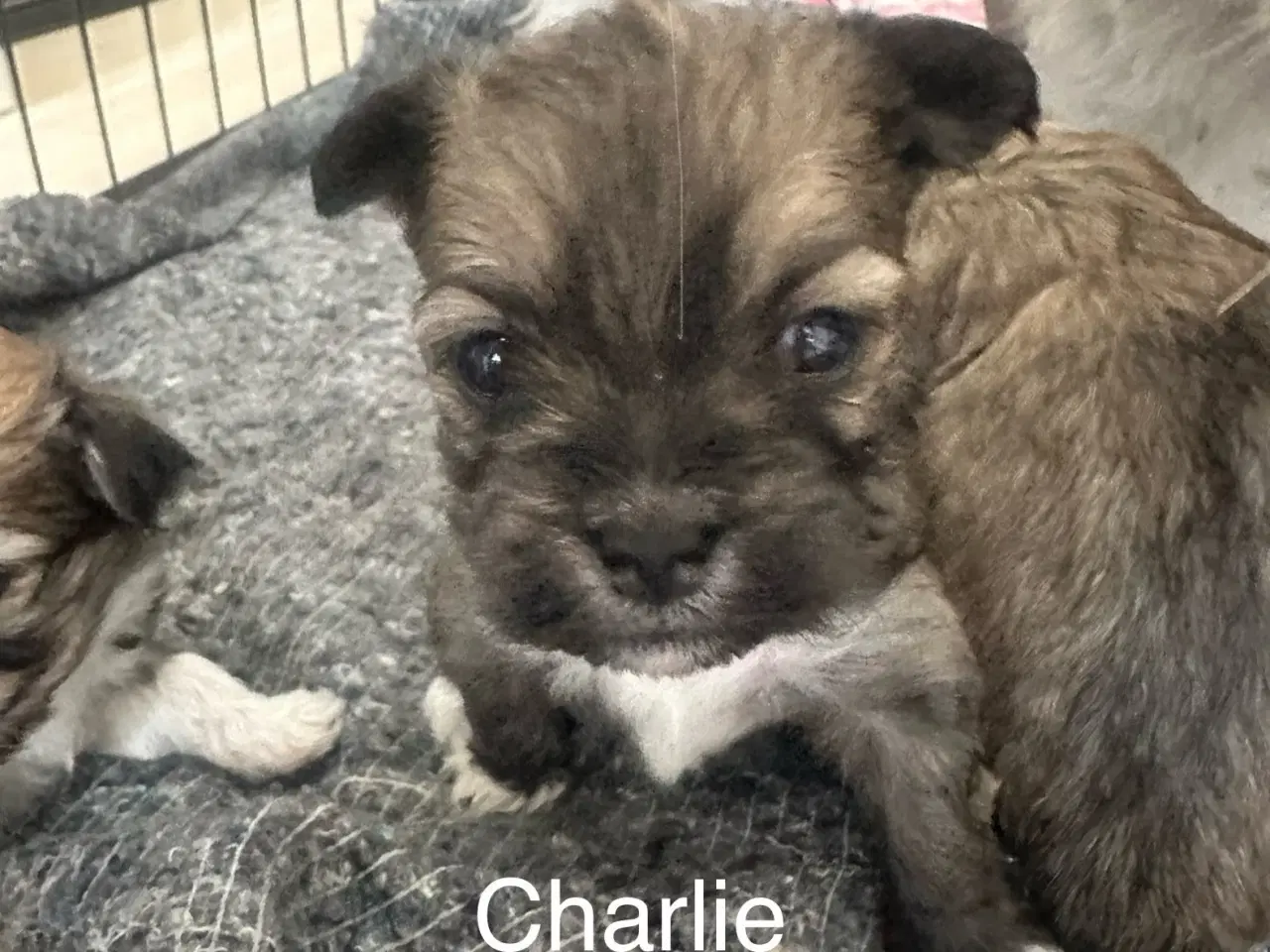 Billede 8 - Lhasa apso hvalpe