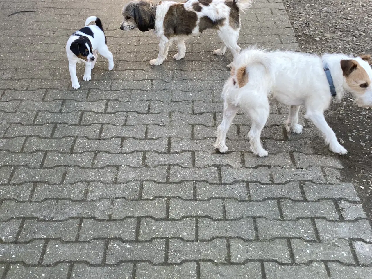 Billede 7 - 2 stk dejlige hanhunde 