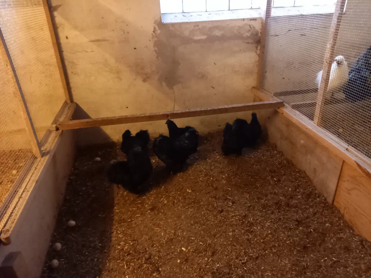 Billede 2 -  silkehøns sorte 