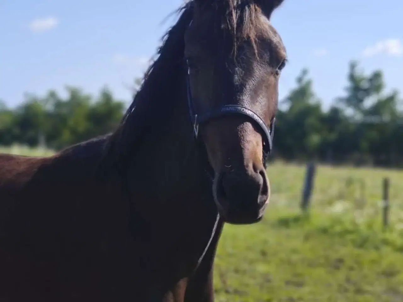 Billede 12 - Lille 4 års DV vallak 