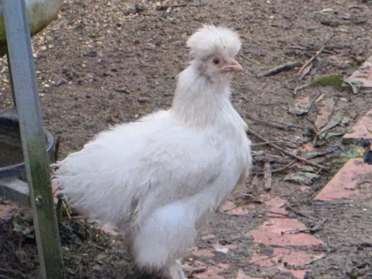 Billede 6 - 3 silker og 4 top blandings høne kyllinger