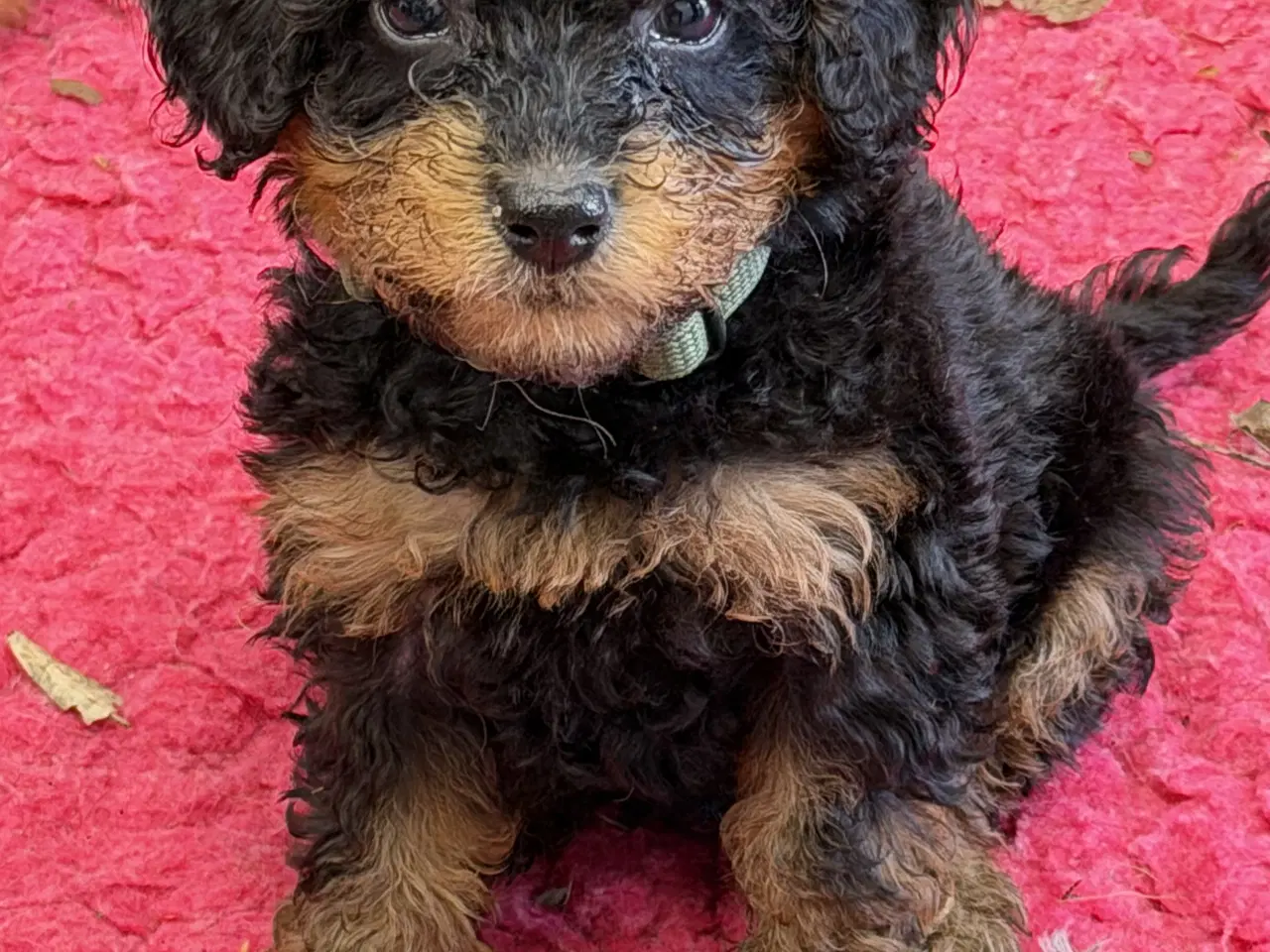 Billede 13 - Cavapoo hvalpe Rejseklar 🧳❤️🐾