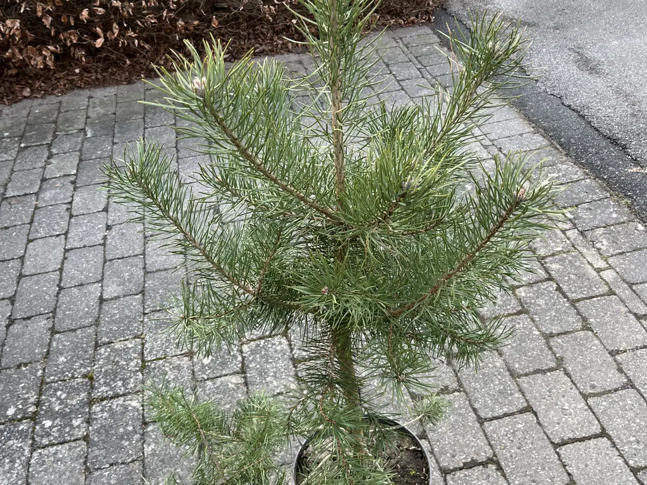 Billede 2 - Pottegroet Skovfyr 120-130cm