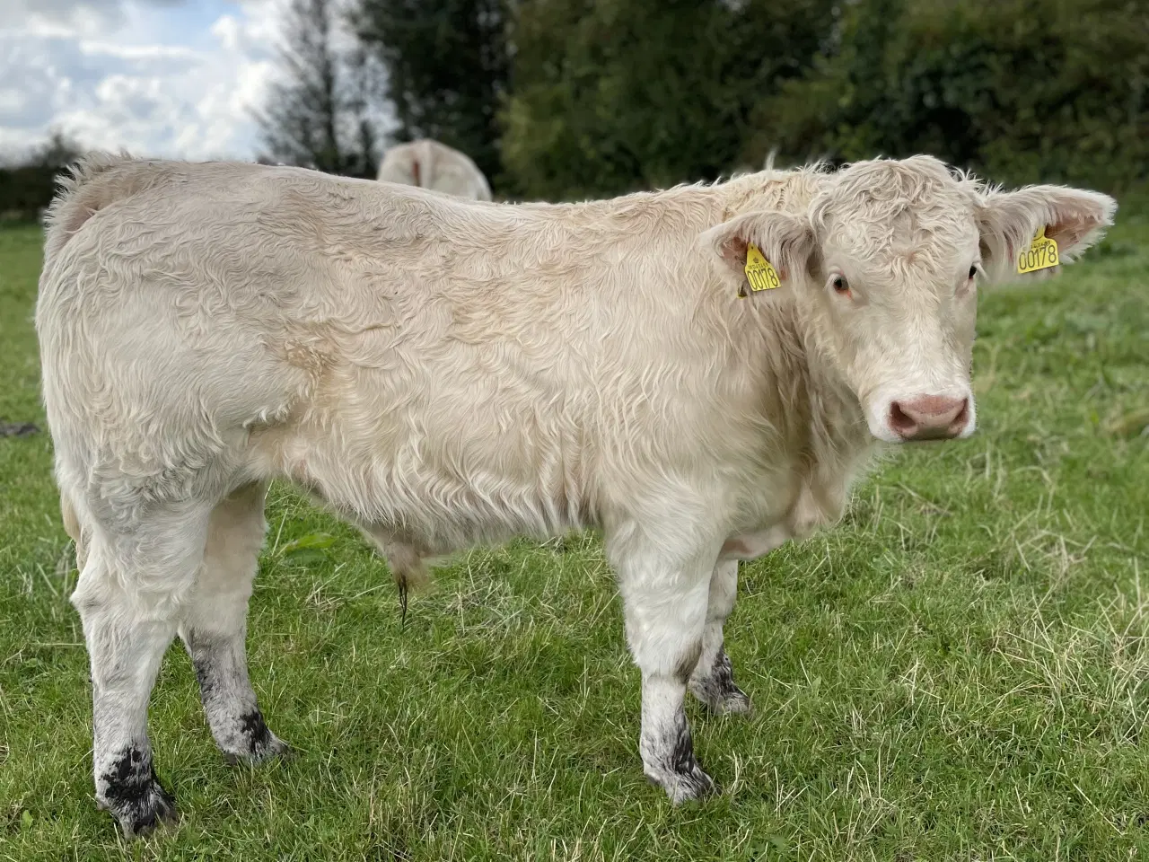 Billede 4 - Charolais tyrekalv 