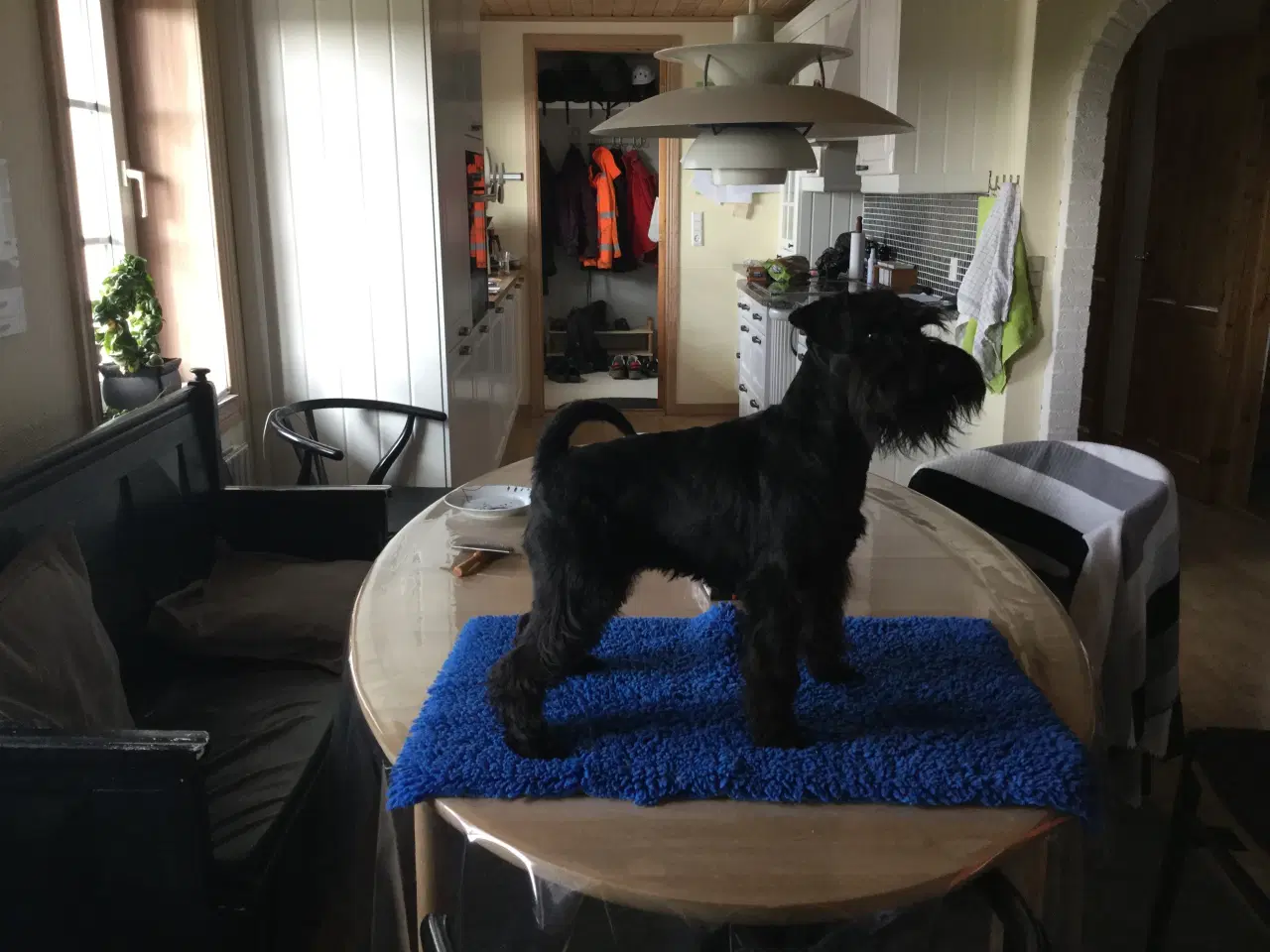 Billede 4 - Dværgschnauzer