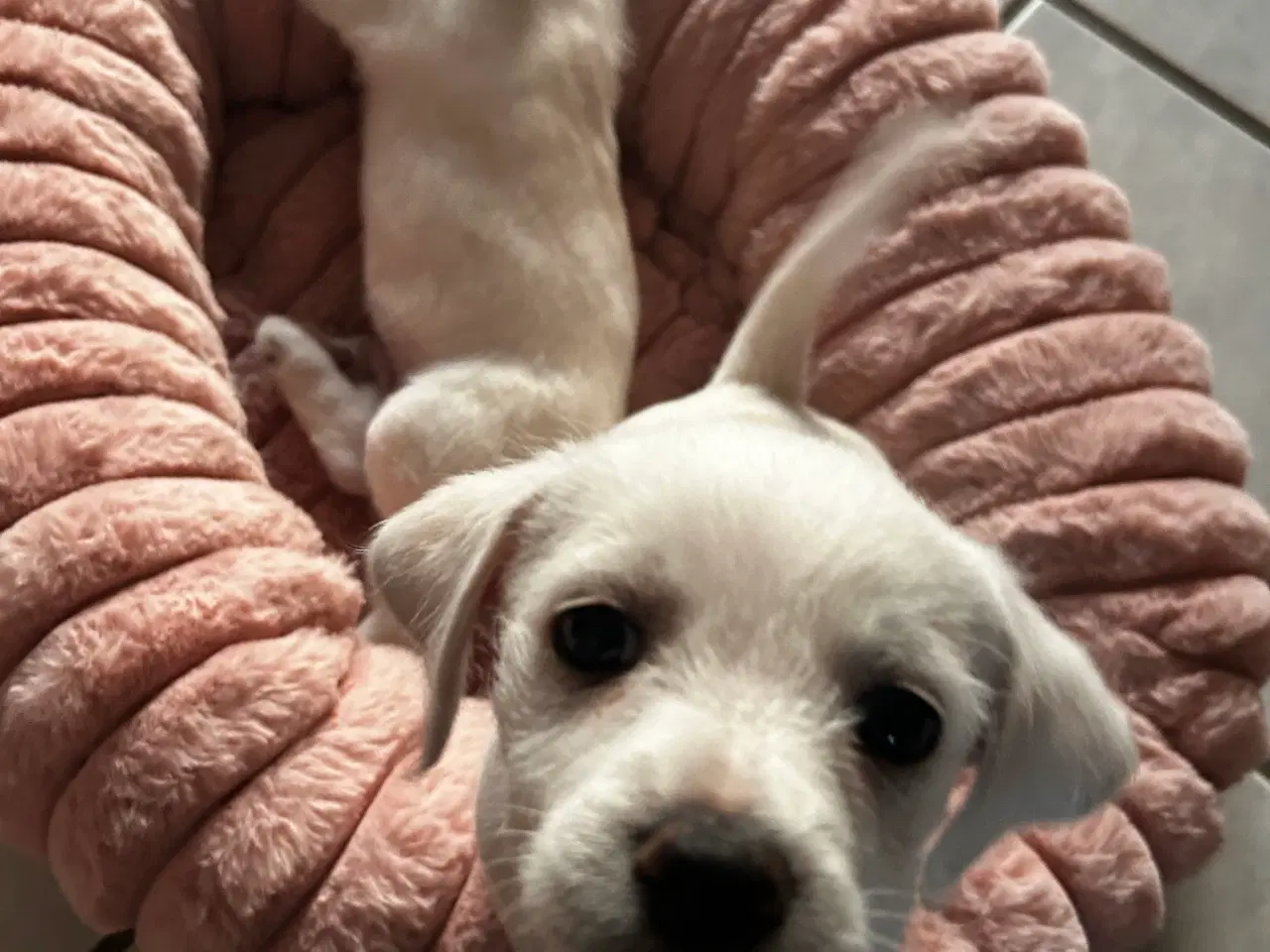 Billede 5 - Bichon frise/chihuahua/malteser hvalpe