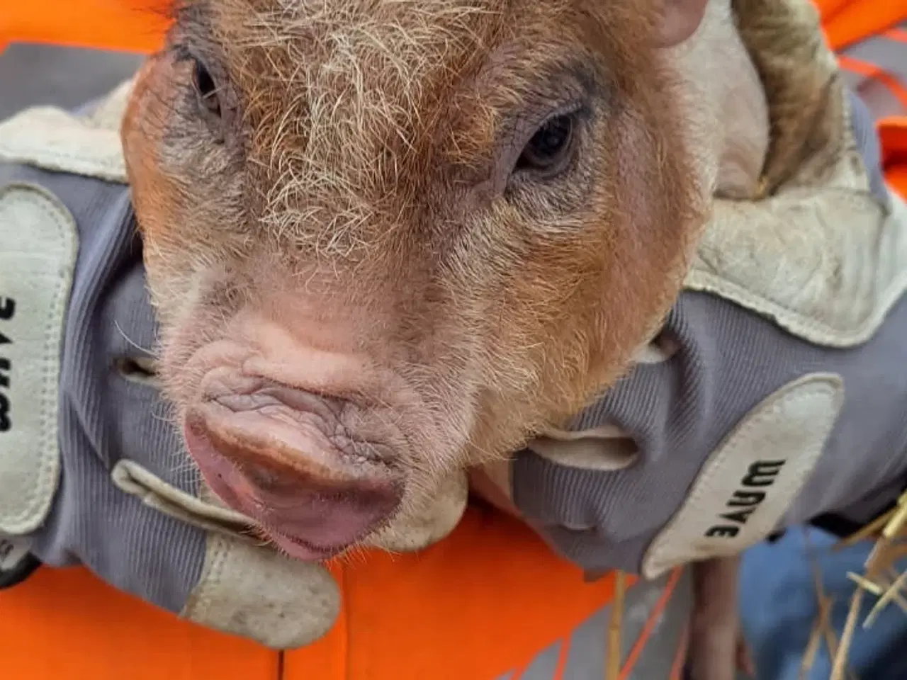 Billede 1 - Mini grise chippet og med papir