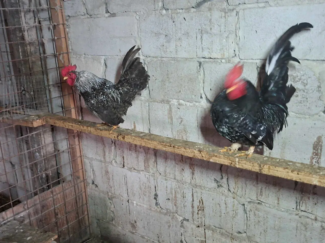 Billede 4 - Dværghane