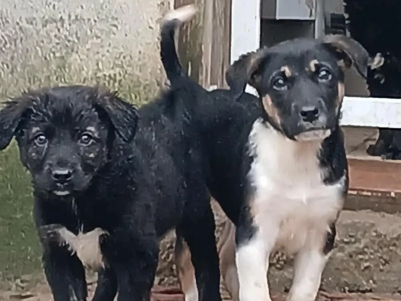 Billede 5 - Lille Zia leder efter sin egen familie 🩷