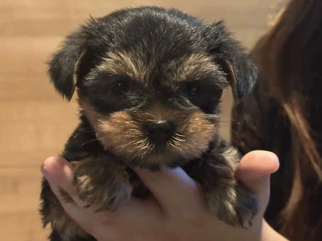 Billede 3 - 💙💙💙💙❤️Yorkshire terrier hvalpe