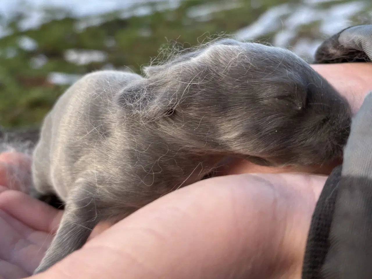 Billede 3 - FRANSK VÆDDER HAN BLÅ