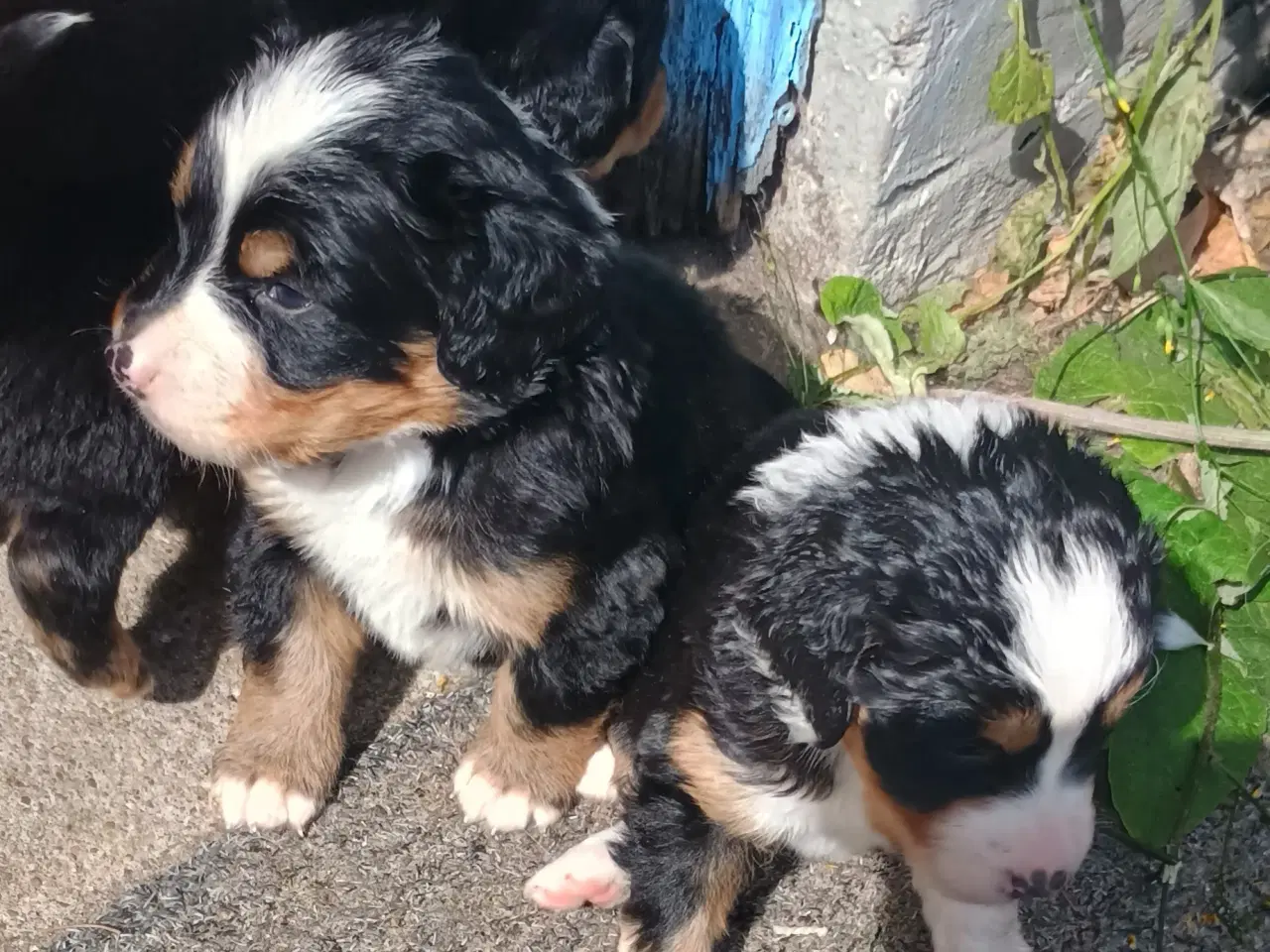 Billede 18 - "Mini Berner Sennen"