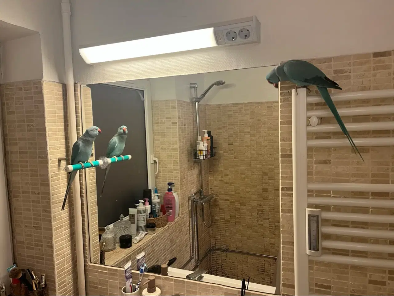 Billede 4 - Alexandra parakit