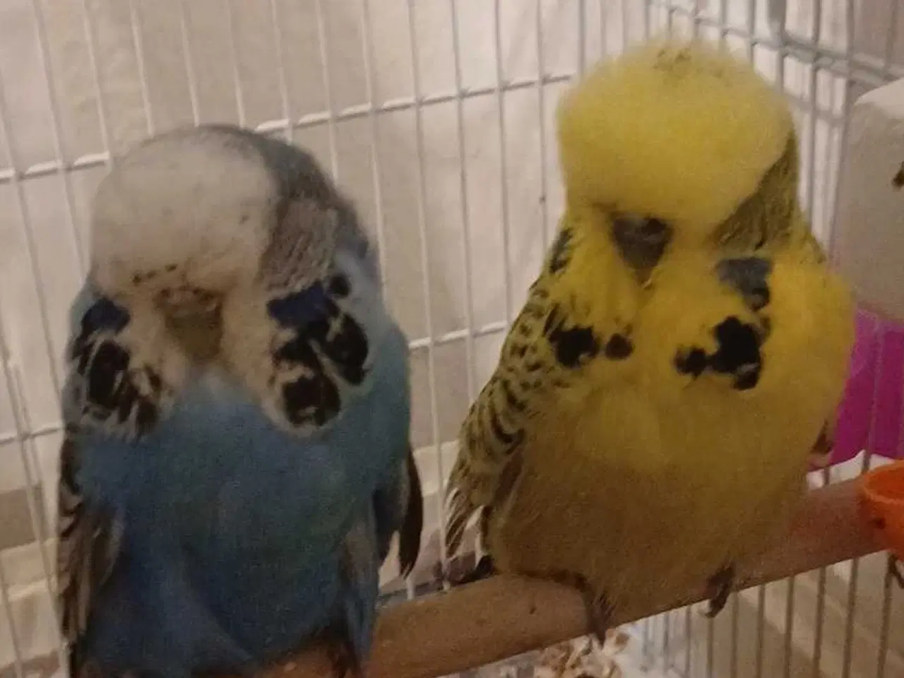 Billede 18 - 1 par Engelske undulater 