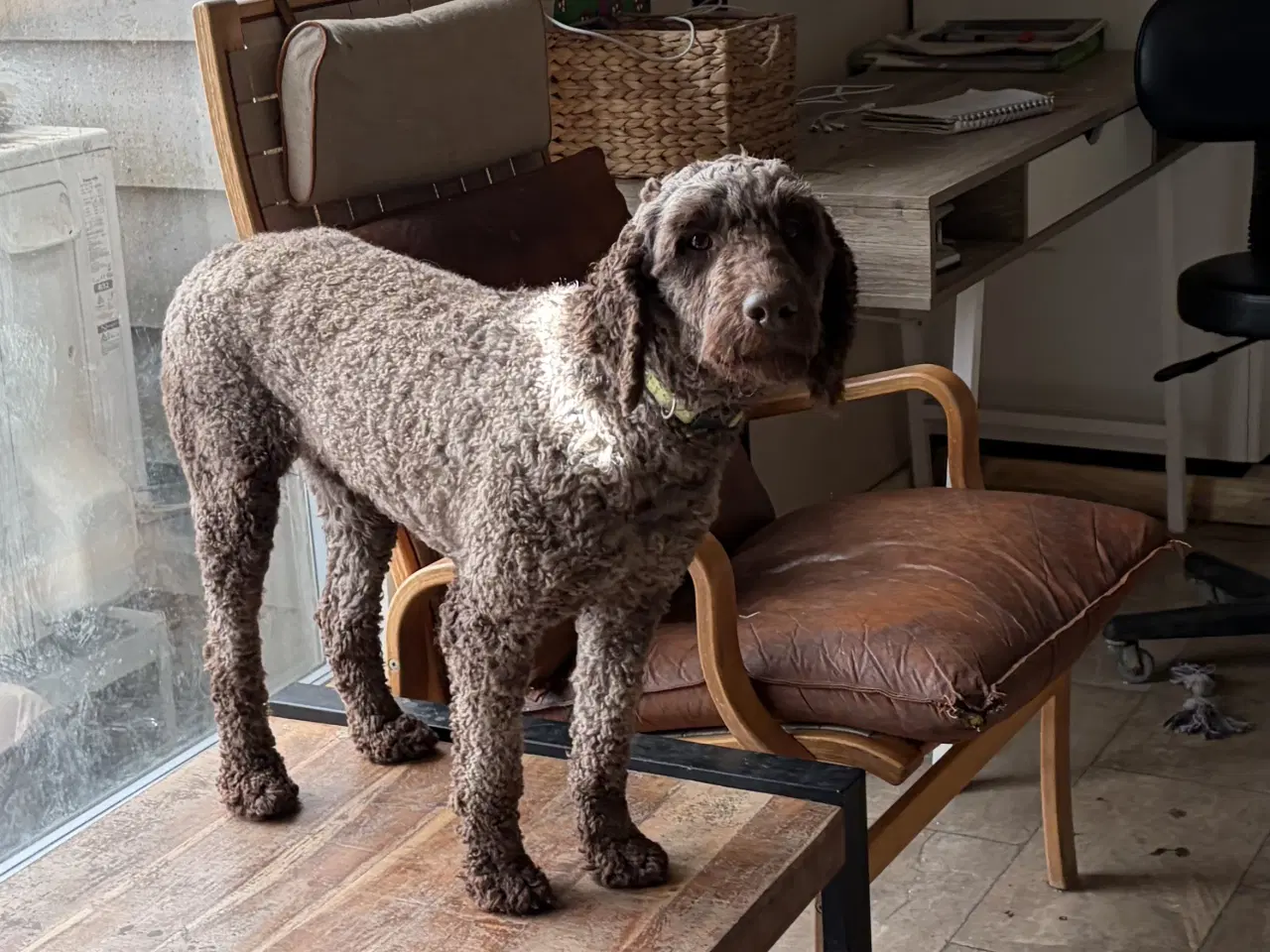 Billede 15 - 2 voksne mellem puddel piger