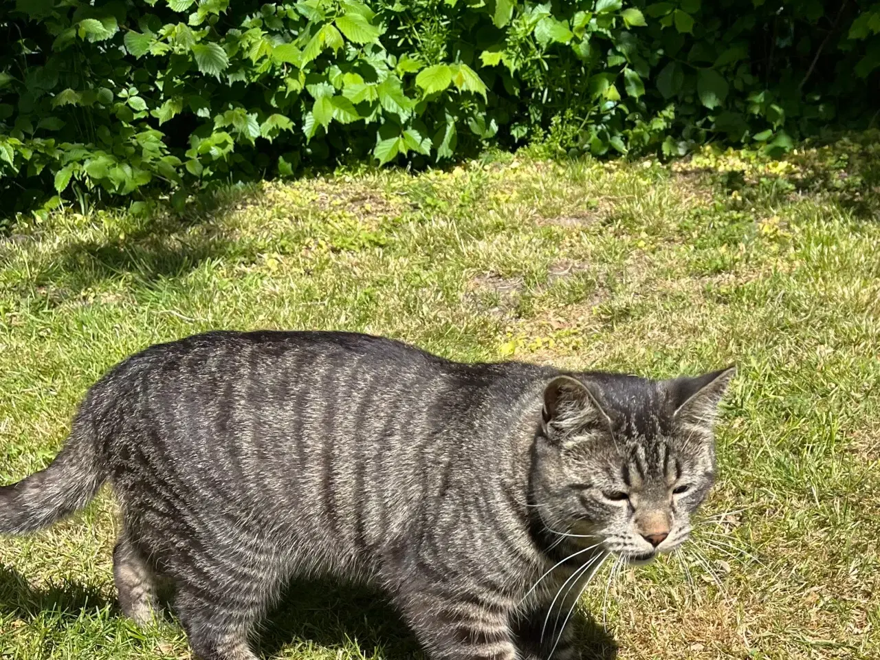 Billede 3 - British / huskat blanding