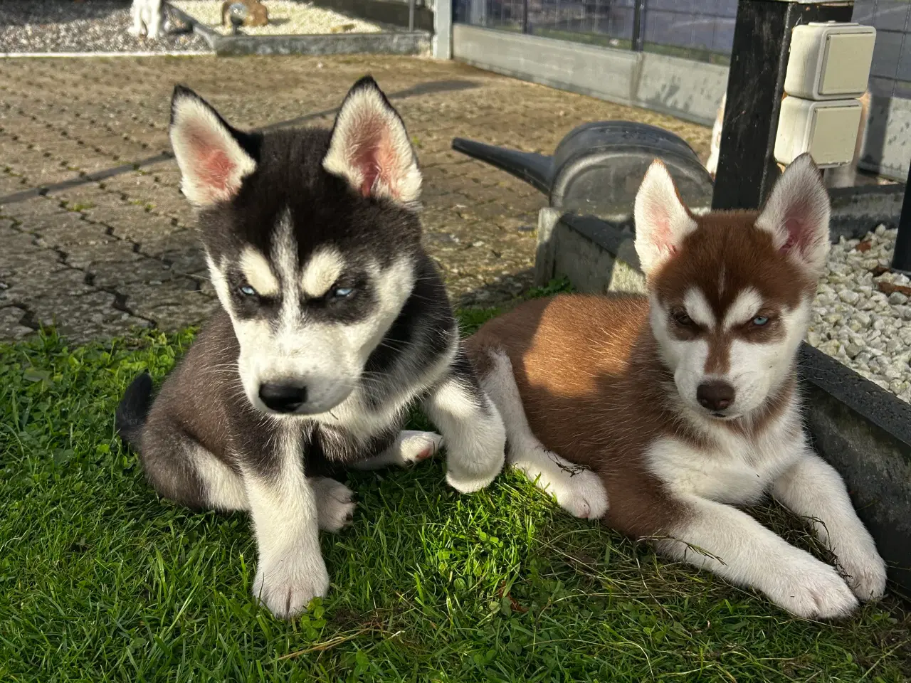 Billede 3 - 4 søde husky piger
